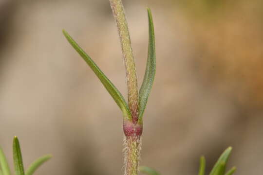 Plancia ëd Cerastium arvense subsp. suffruticosum (L.) Nym.