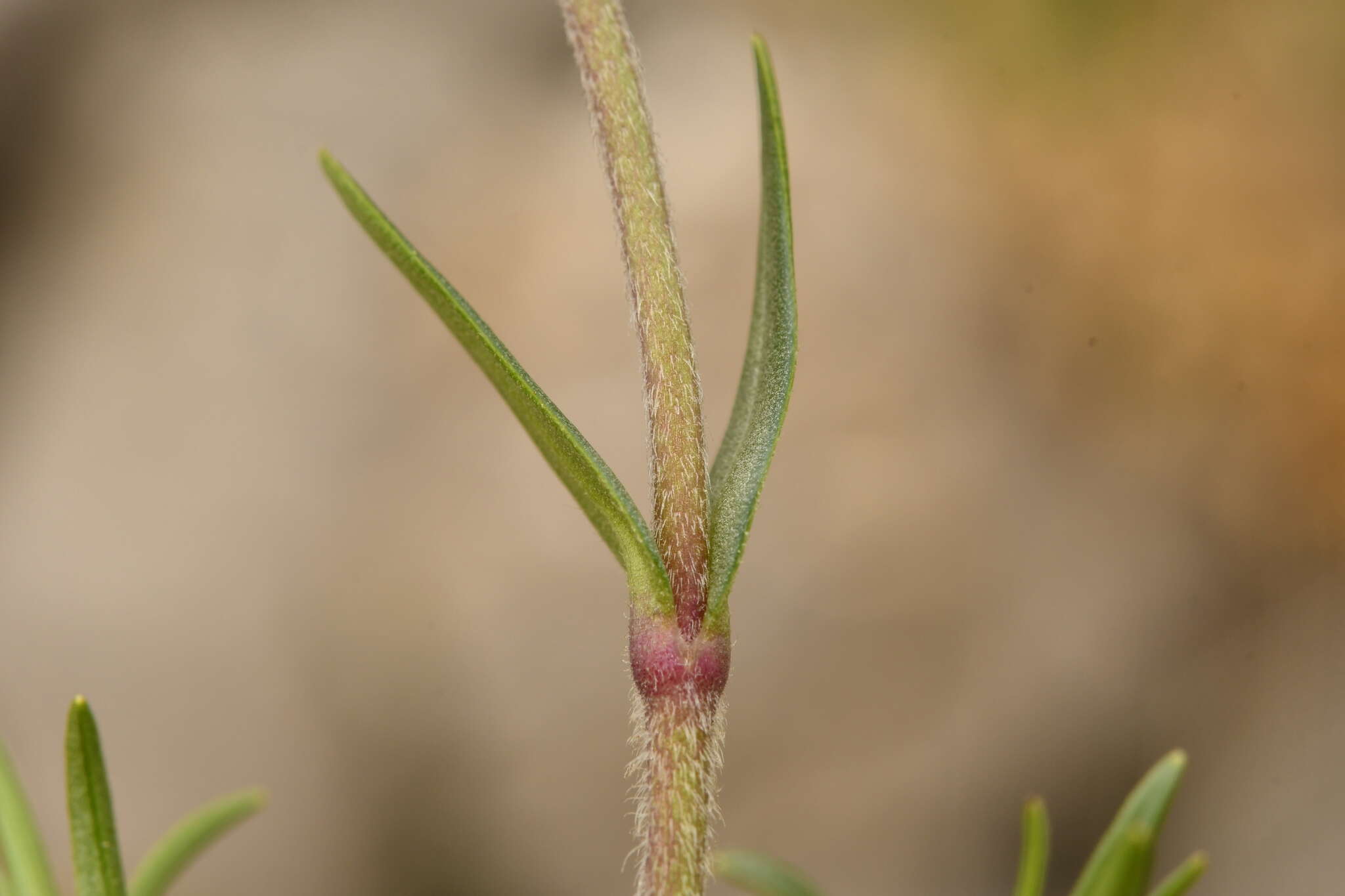 Слика од Cerastium arvense subsp. suffruticosum (L.) Nym.