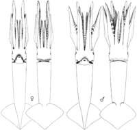 Image of broad-tail shortfin squid