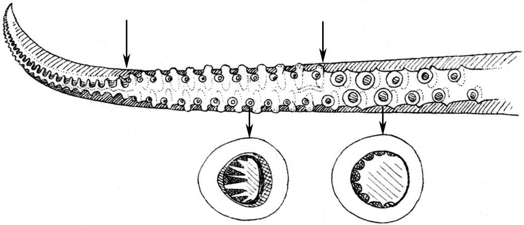 Image of broad-tail shortfin squid