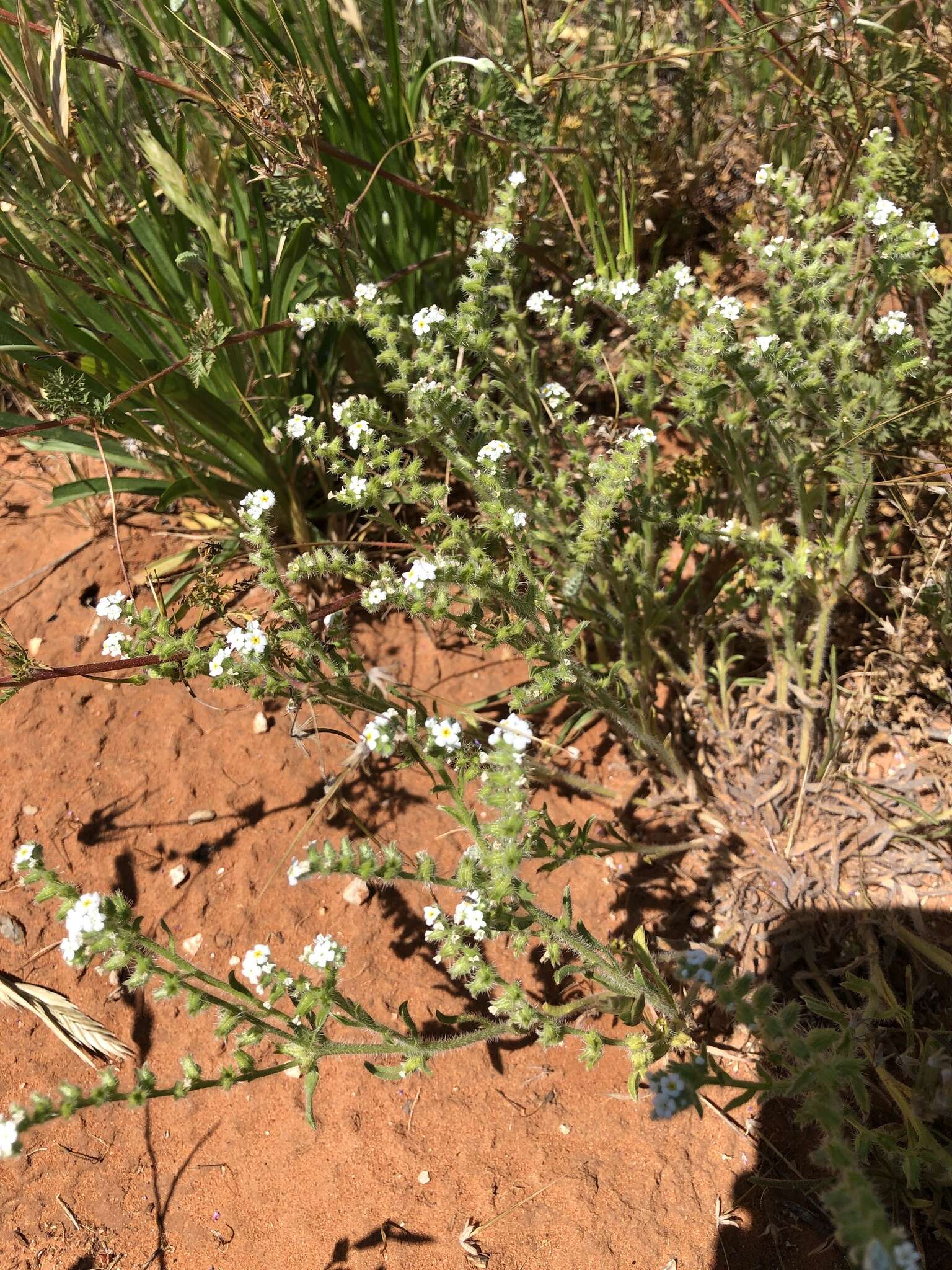 Plancia ëd Cryptantha crassisepala var. crassisepala