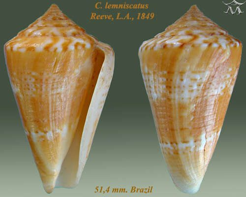 صورة Conus lemniscatus Reeve 1849