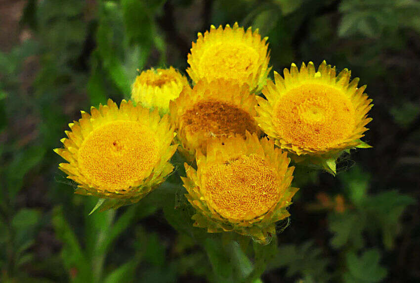 Helichrysum tenax M. D. Henderson resmi