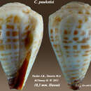 Image of Conus paukstisi (J. K. Tucker, Tenorio & Chaney 2011)