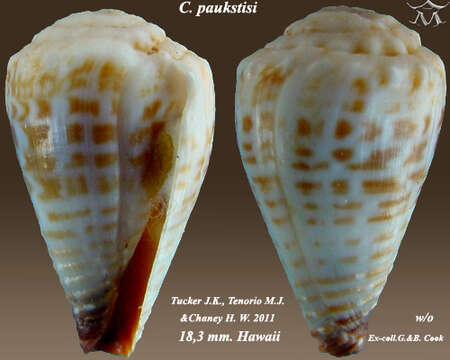 صورة Conus paukstisi (J. K. Tucker, Tenorio & Chaney 2011)