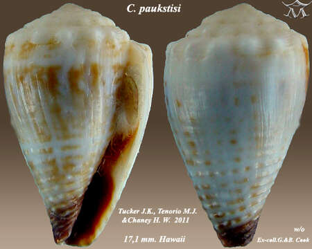 Image of Conus paukstisi (J. K. Tucker, Tenorio & Chaney 2011)