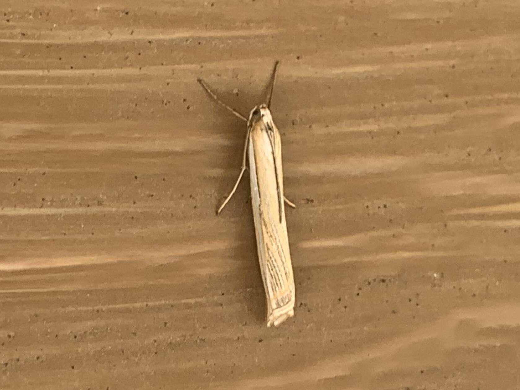 Image of Crambus sargentellus Klots 1942