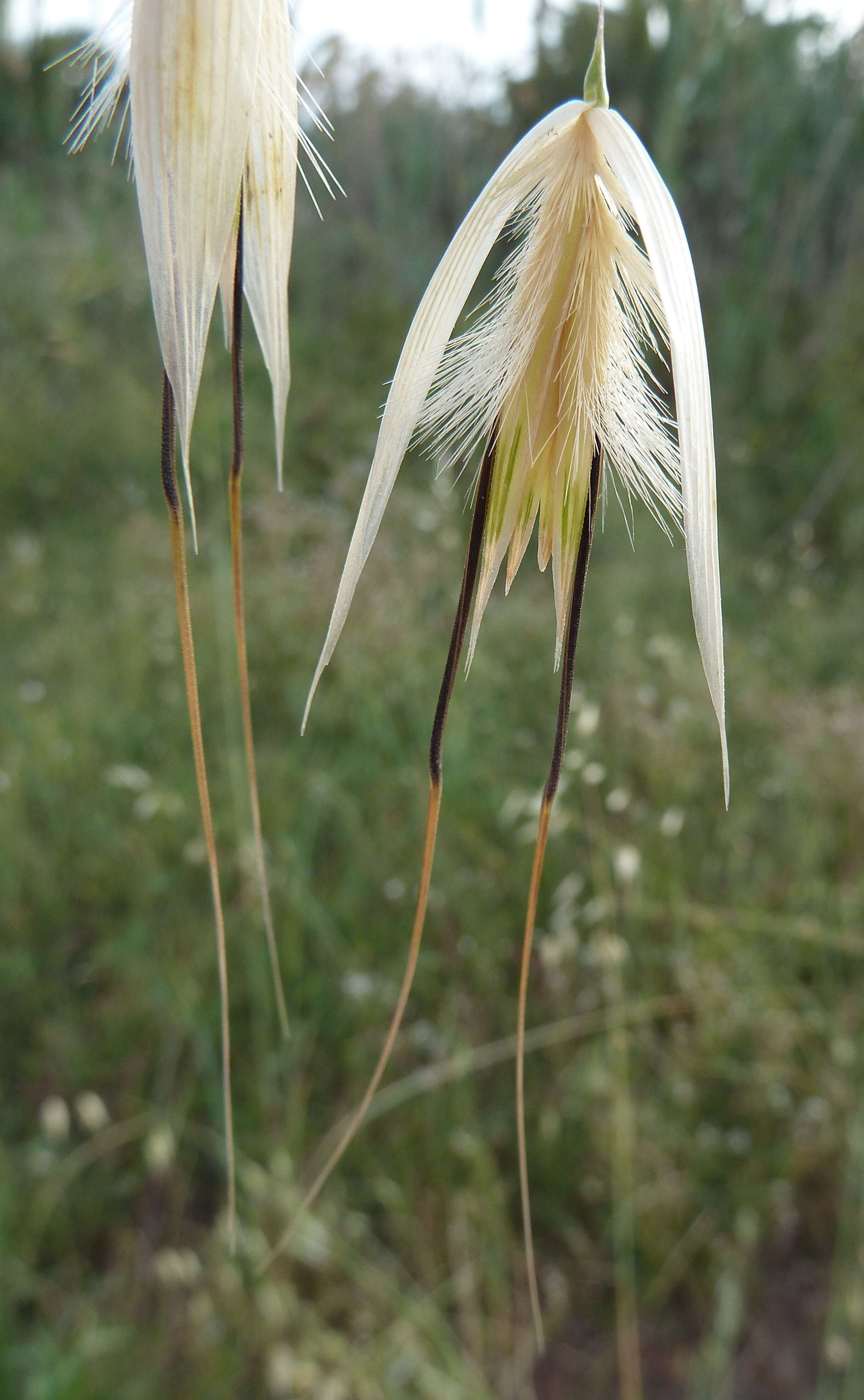 Image of wild oat