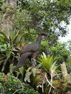 Image of Dusky-legged Guan