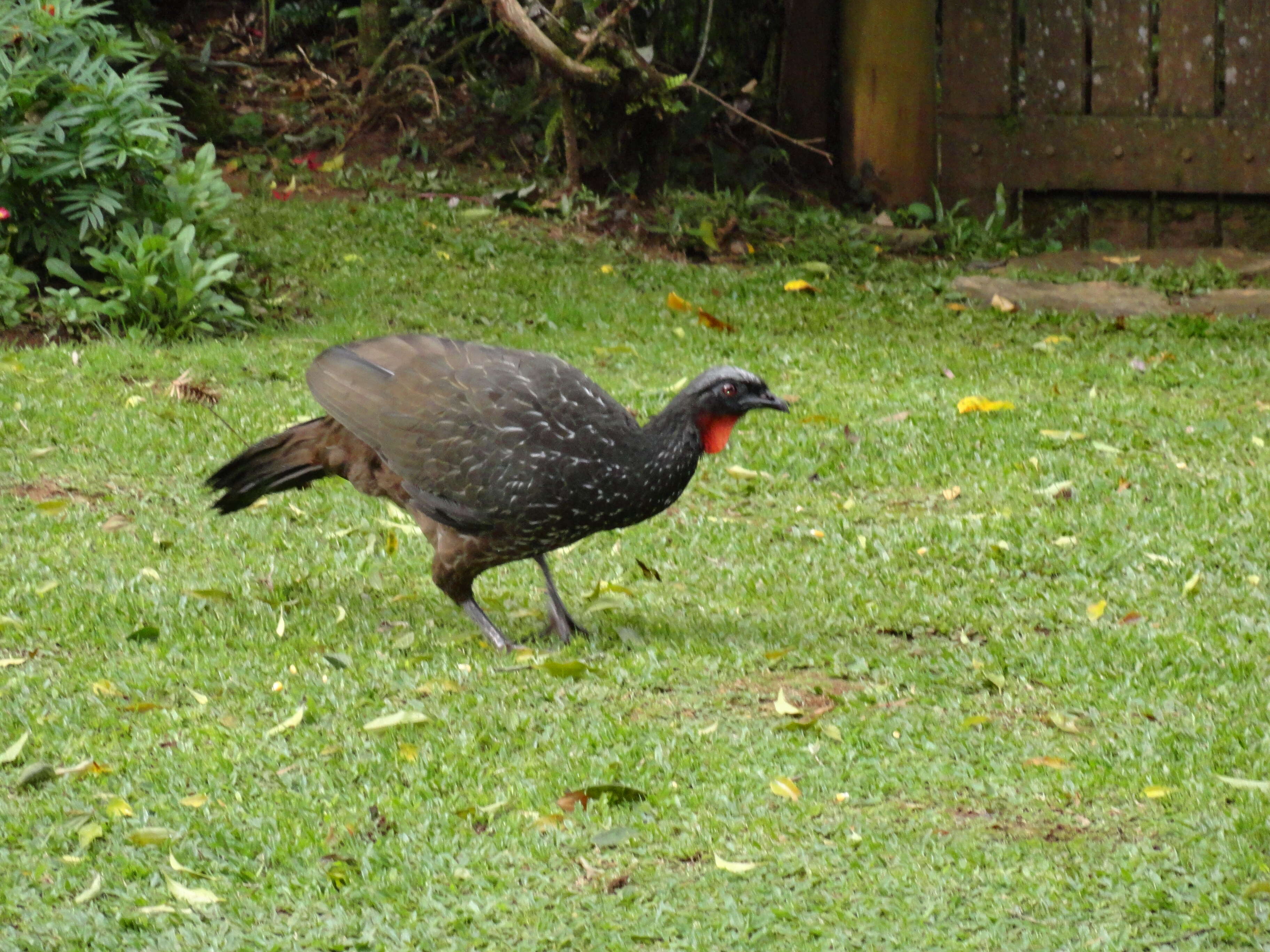 Image of Dusky-legged Guan