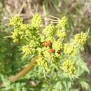 Image of carrotleaf biscuitroot