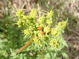 Image of carrotleaf biscuitroot