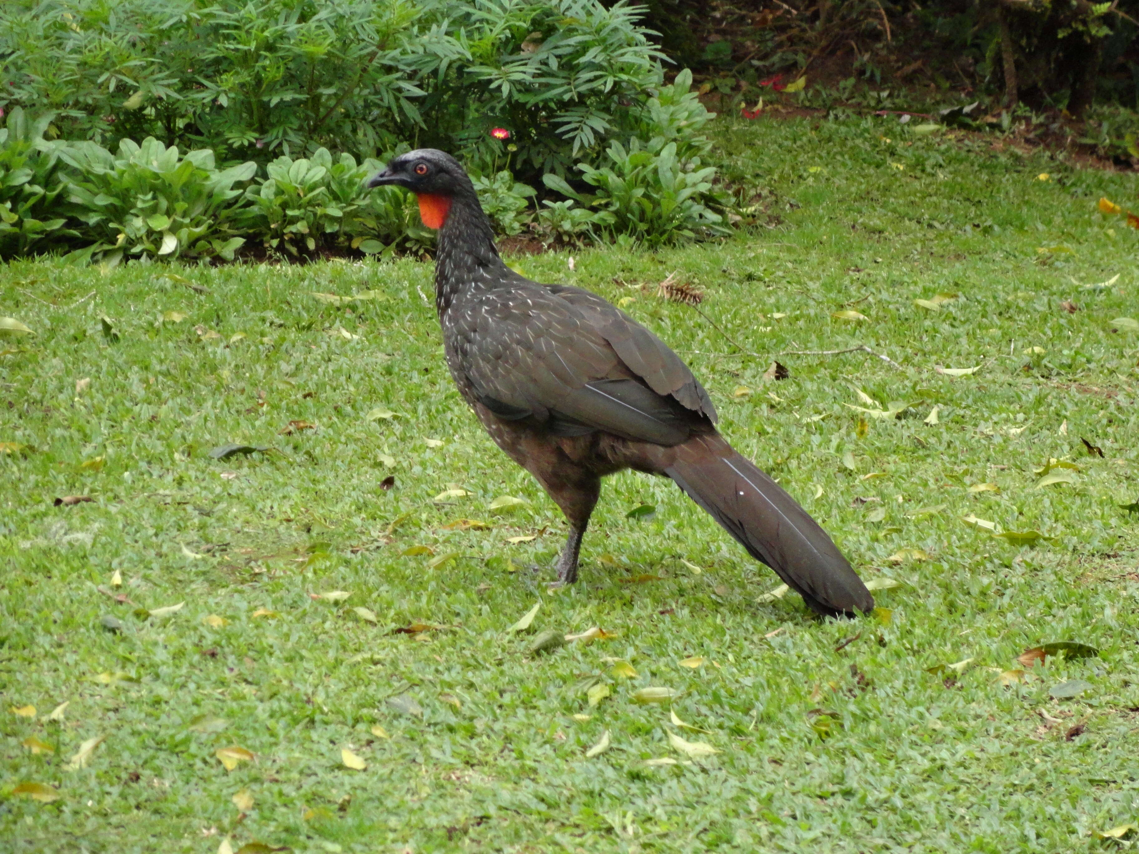 Image of Dusky-legged Guan