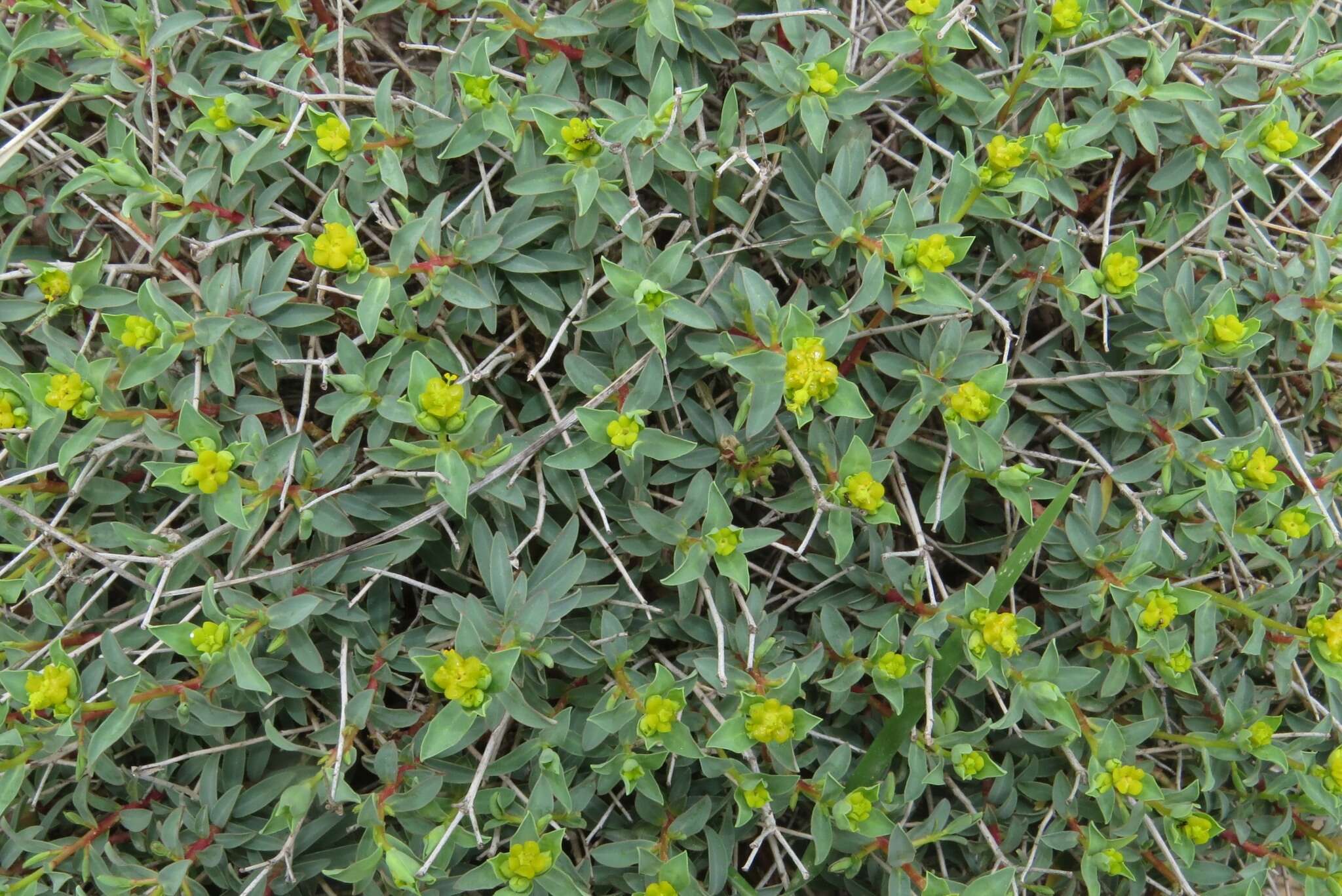 Слика од Euphorbia spinosa L.