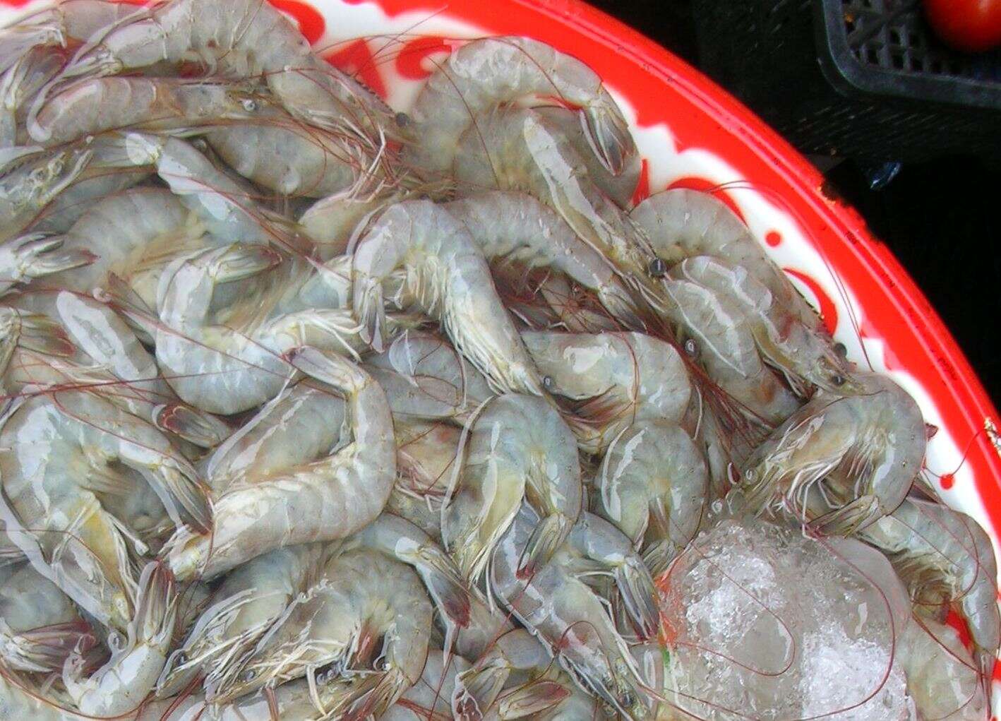 Image of whiteleg shrimp