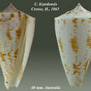 Image de Conus lizardensis Crosse 1865