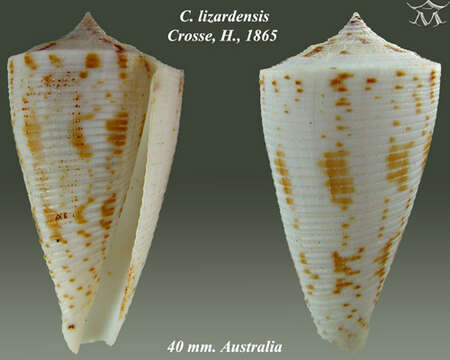 صورة Conus lizardensis Crosse 1865