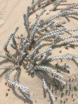 صورة Achillea maritima subsp. maritima