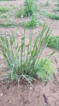 Image of desert wheatgrass