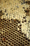 Image of Apis mellifera capensis