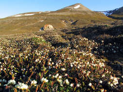 Image of white arctic mountain heather