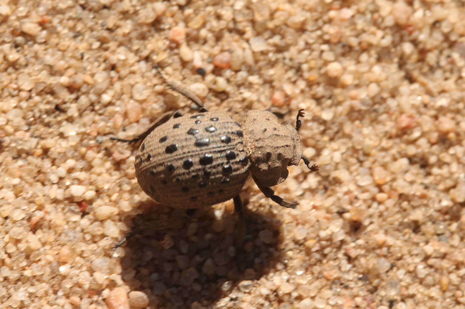 Image of Omorgus (Omorgus) pastillarius (Blanchard 1846)