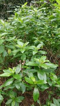 Image of Hypericum glandulosum Dryand. ex Ait.