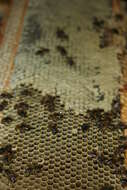 Image of Apis mellifera capensis