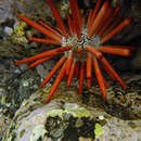 Image of Brown pencil urchin