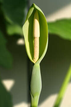 Imagem de Alocasia macrorrhizos (L.) G. Don