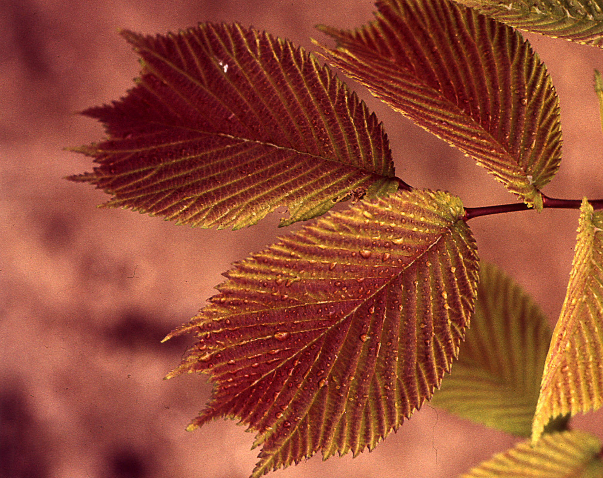 Image of Ulmus laciniata (Trautv.) Mayr