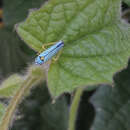 Image of Blue-Green Sharpshooter