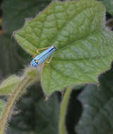 Image of Blue-Green Sharpshooter