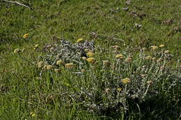 Image of Helichrysum albanense Hilliard