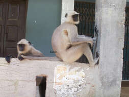 Image of Northern plains gray langur