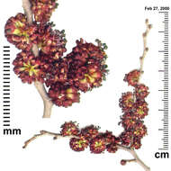 Image of Siberian Elm