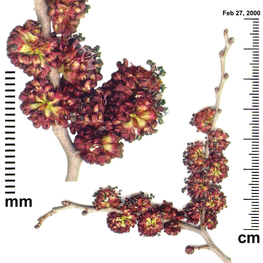 Image of Siberian Elm