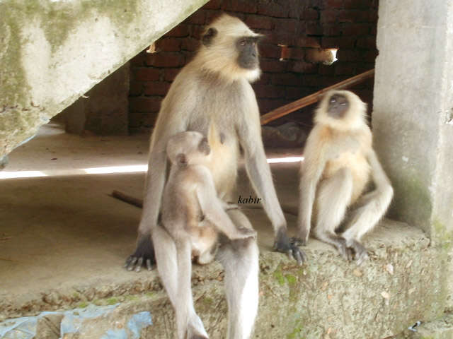 Image of Northern plains gray langur