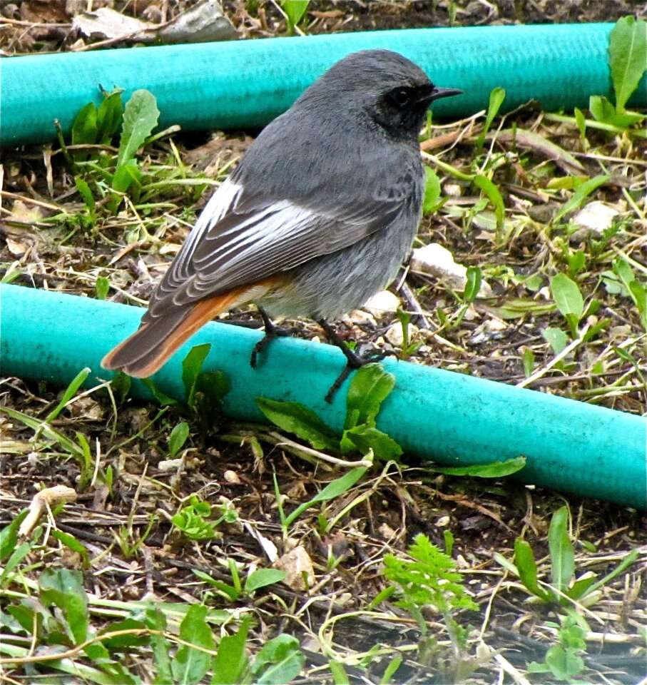 Image of Black Redstart