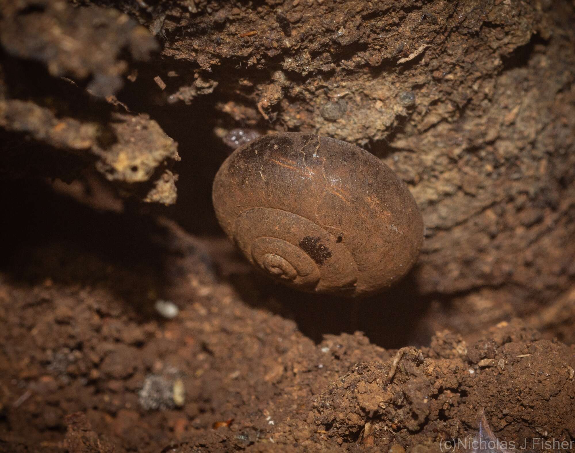 Plancia ëd Ramogenia challengeri (Gude 1906)