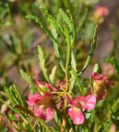 Image de Dodonaea lobulata F. Müll.