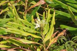 Imagem de Hedychium coronarium J. Koenig