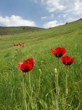 Image of Oriental poppy