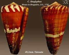 Image of lithograph cone