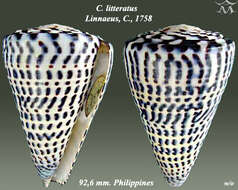 Image of lettered cone