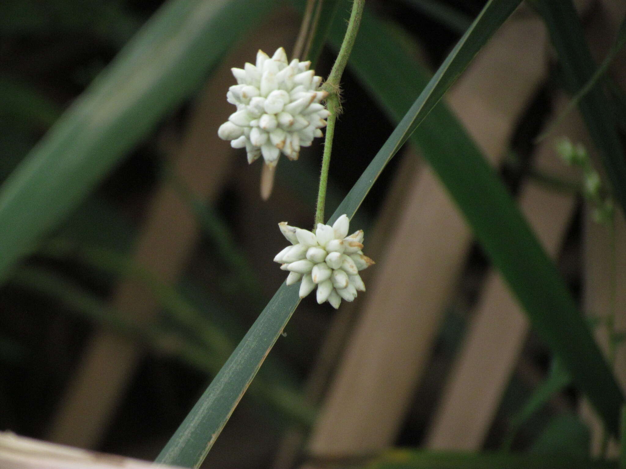 Image of Persicaria stelligera (Cham.) Galasso