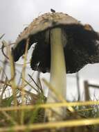 Image de Coprinopsis stangliana (Enderle, Bender & Gröger) Redhead, Vilgalys & Moncalvo 2001