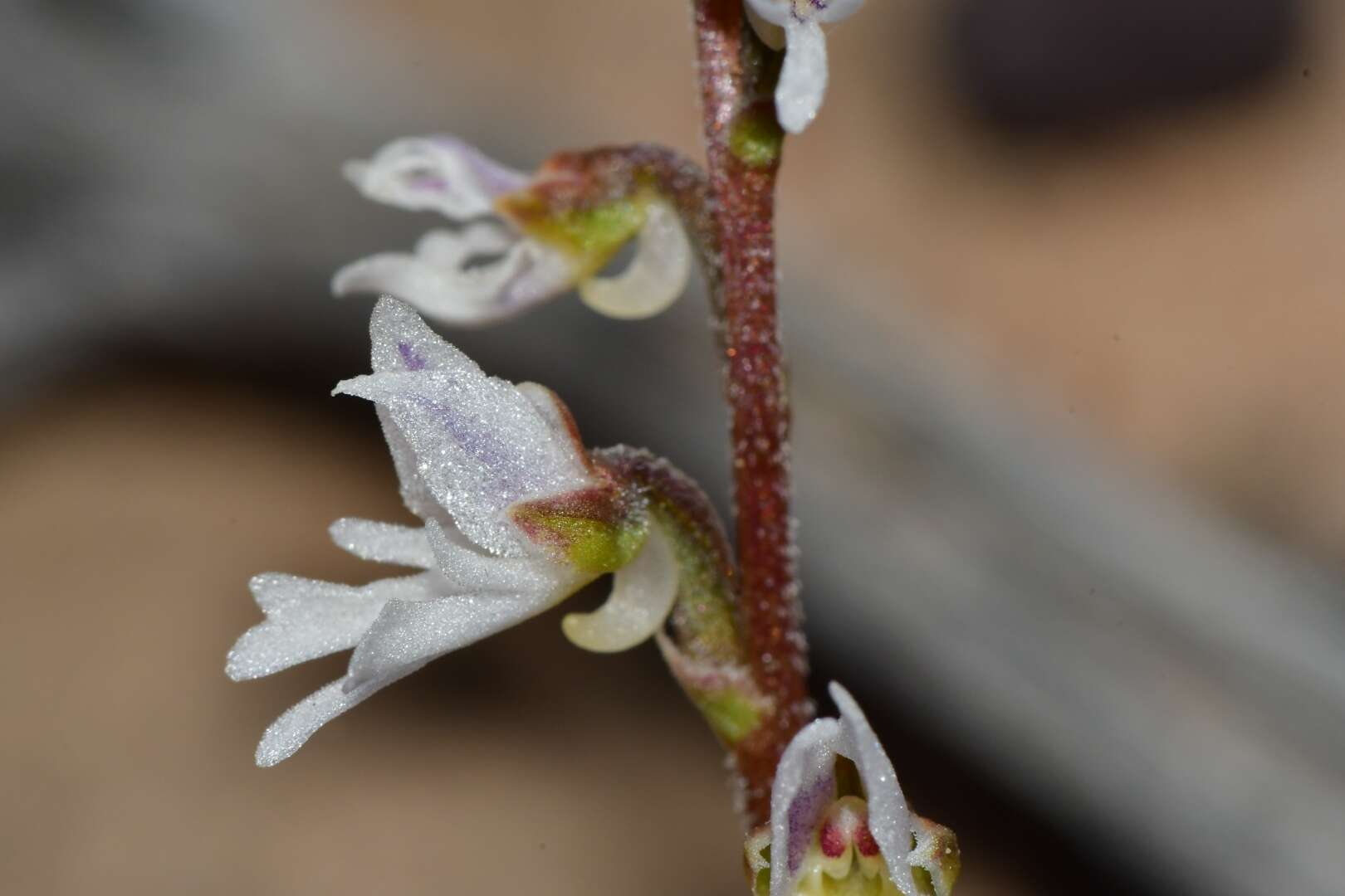Imagem de Holothrix aspera (Lindl.) Rchb. fil.
