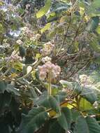 Image of Hydrangea aspera Buch.-Ham. ex D. Don