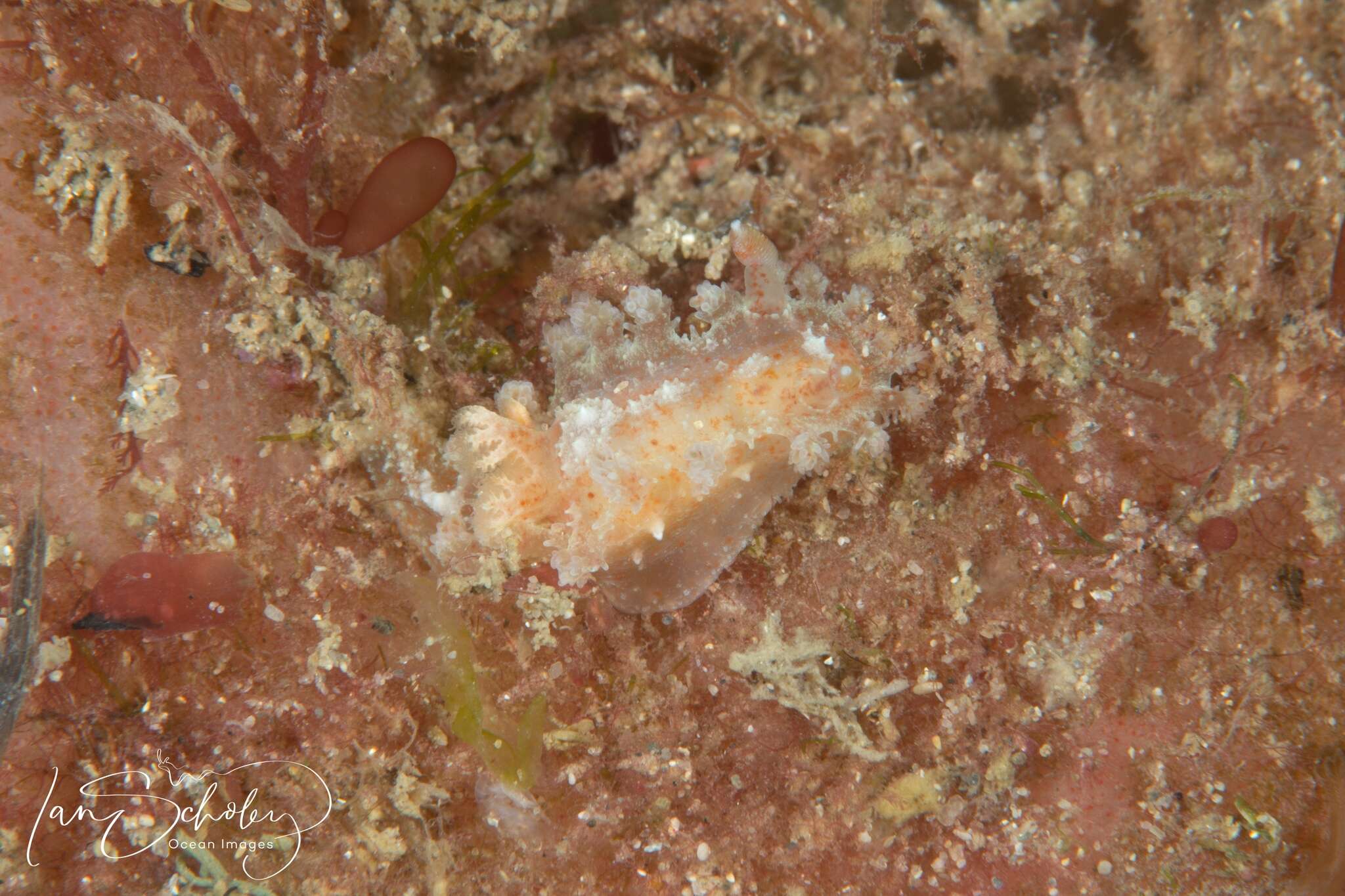Image of Tasselled nudibranch